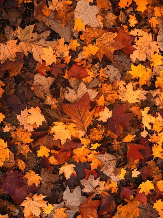 feuille automne